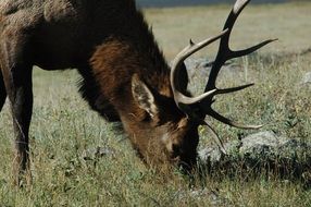 picture of the elk grazing in the wildlife