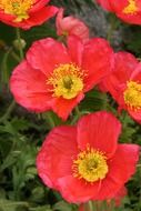 fragrant flowering poppy