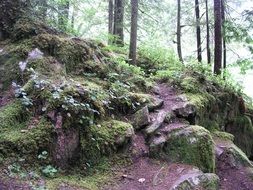 difficult path in the forest