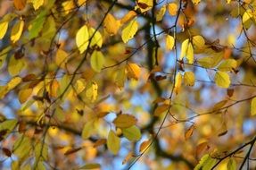 colorful autumn leaves in the forest