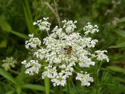 picture of the bee is on a white flower