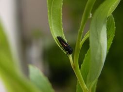 ladybug larva on leaf