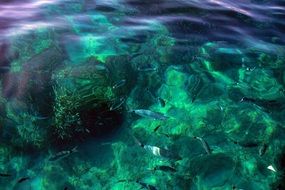Blue fishes in a sea