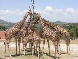 herd of giraffes on safari