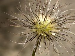 nappy flower in nature