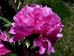 bush of pink peonies in the sunlight