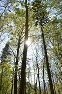 Sunlight among the colorful trees in the forest