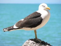 a seagull stands on a stone against a background of blue sea water