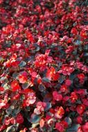 red bright begonias