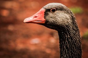 photo of a black goose head with a red beak