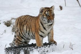 tiger cub on snow