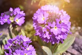 purple flower of a primrose