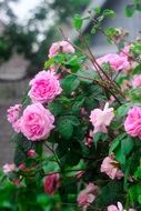 growing bush with roses in the garden