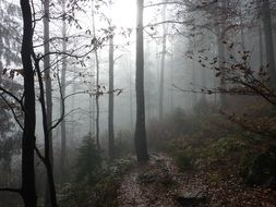 fog in a hilly forest
