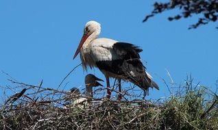 white stork with little storks in the nest against the blue sky