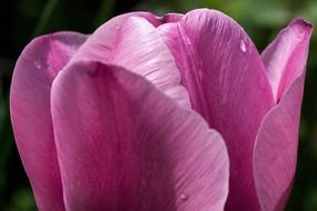 pink tulip petals