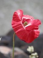 poppy red close up