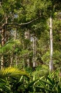 eucalypts and palm trees in forests of the Australia