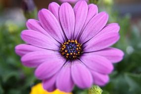 purple cape flowers