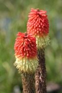 red hot poker flowers close-up