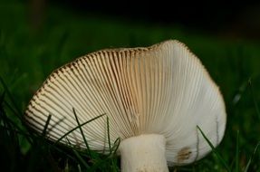 mushroom with a disc cap close-up