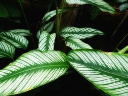 calathea ornata, green and white leaves