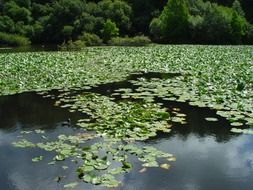 lake in Brest Botanical garden