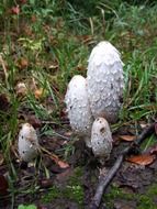 forest white mushrooms in the grass