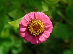 Pink Zinnia on the stalk