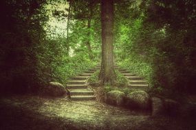 stone stairs in a beautiful forest