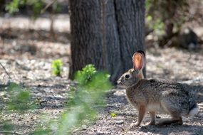 rabbit in the forest on a sunny day