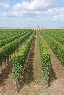 vineyards in france