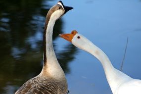 wild geese by the water