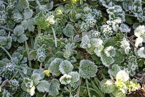 frozen green plants on meadow