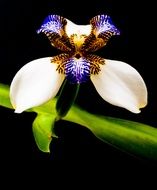striking orchid flower