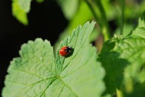 ladybug on green leaf