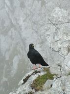 Black bird on a rock