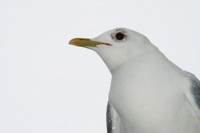 seagull close up