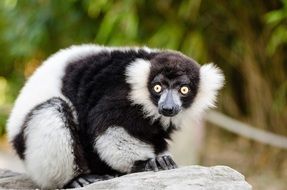 black and white ruffed lemur mammal