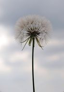 Seeds of the dandelion