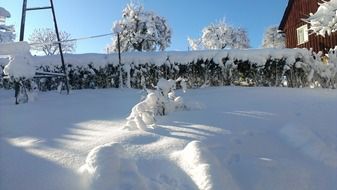 white snow hedge landscape