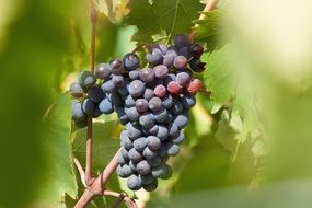 grape harvest time