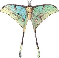 drawing of a butterfly insect with long wings