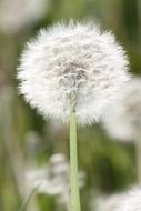 airy white dandelion seeds