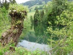 pond waters nature lake