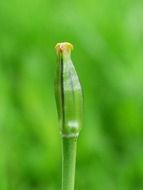 closeup photo of green tulip ovule