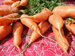 fresh orange carrot