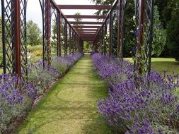 purple lavender along metal arches