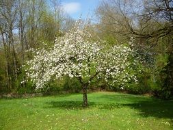 white apple tree in spring
