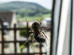 Close-up of the colorful spider on the window